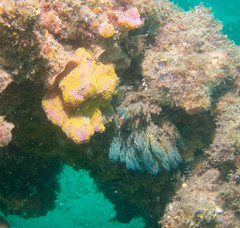 Botrylloides magnicoecus