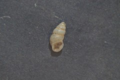 Carychium tridentatum
