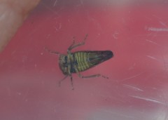 Acericerus vittifrons