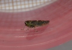 Acericerus vittifrons