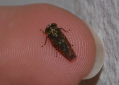 Acericerus vittifrons