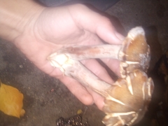 Fungi