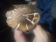 Fungi