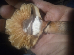 Fungi