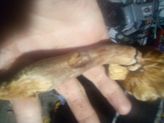 Fungi