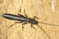Austroperla cyrene