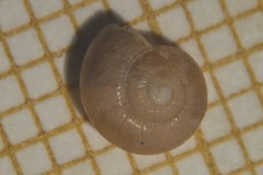 Perpolita hammonis