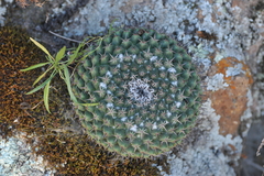 Mammillaria wagneriana