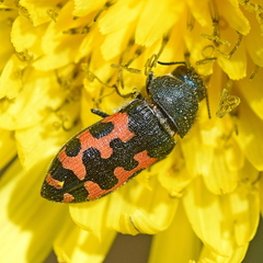 Acmaeodera ottomana