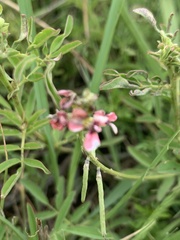 Indigastrum costatum