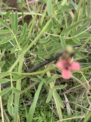Indigastrum costatum