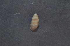 Carychium tridentatum