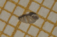 Carychium tridentatum