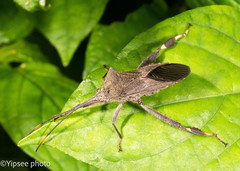 Petillocoris longipes