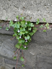 Cymbalaria muralis