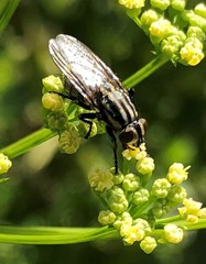 Oxysarcodexia varia