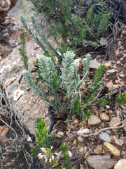 Thymelaea tinctoria