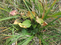 Viola rupestris
