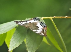 Euthalia adonia pinwilli