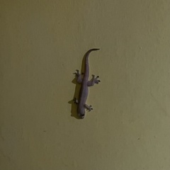 Gehyra mutilata
