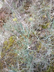 Bupleurum fruticescens