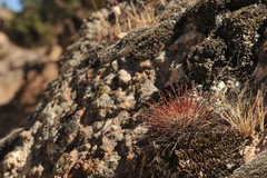 Mammillaria moelleriana