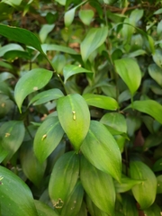 Ruscus