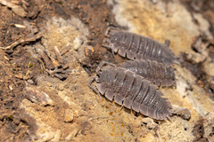 Porcellio echinatus