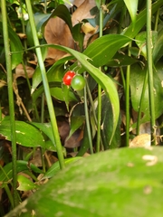 Ruscus