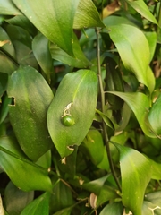 Ruscus