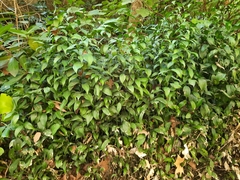 Ruscus