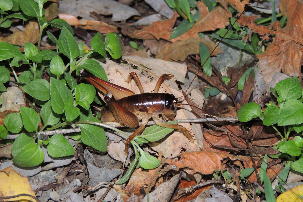King Crickets from Strathdickie QLD 4800, Australia on November 26