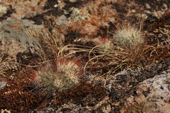 Mammillaria moelleriana