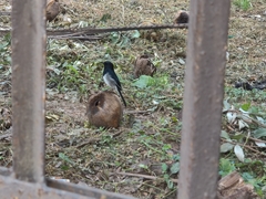 Copsychus saularis