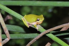 Litoria fallax