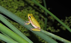 Litoria fallax