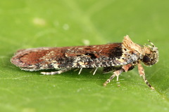 Agonopterix liturosa