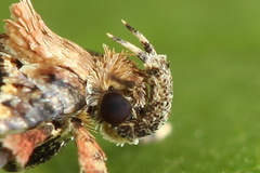 Agonopterix liturosa