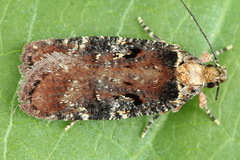 Agonopterix liturosa