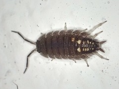 Porcellio ornatus