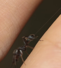 Myrmarachne formosana