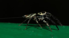 Thiania