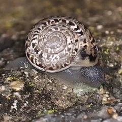 Iberus marmoratus
