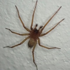 Lycosoides coarctata