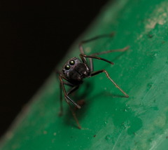 Myrmarachne formosana