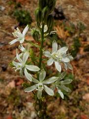 Ornithogalum narbonense