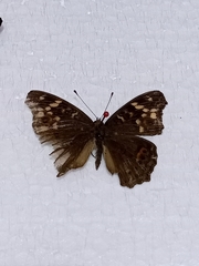 Junonia erigone