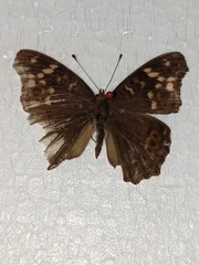 Junonia erigone