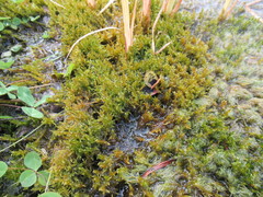 Drepanocladus