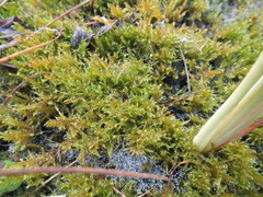 Drepanocladus